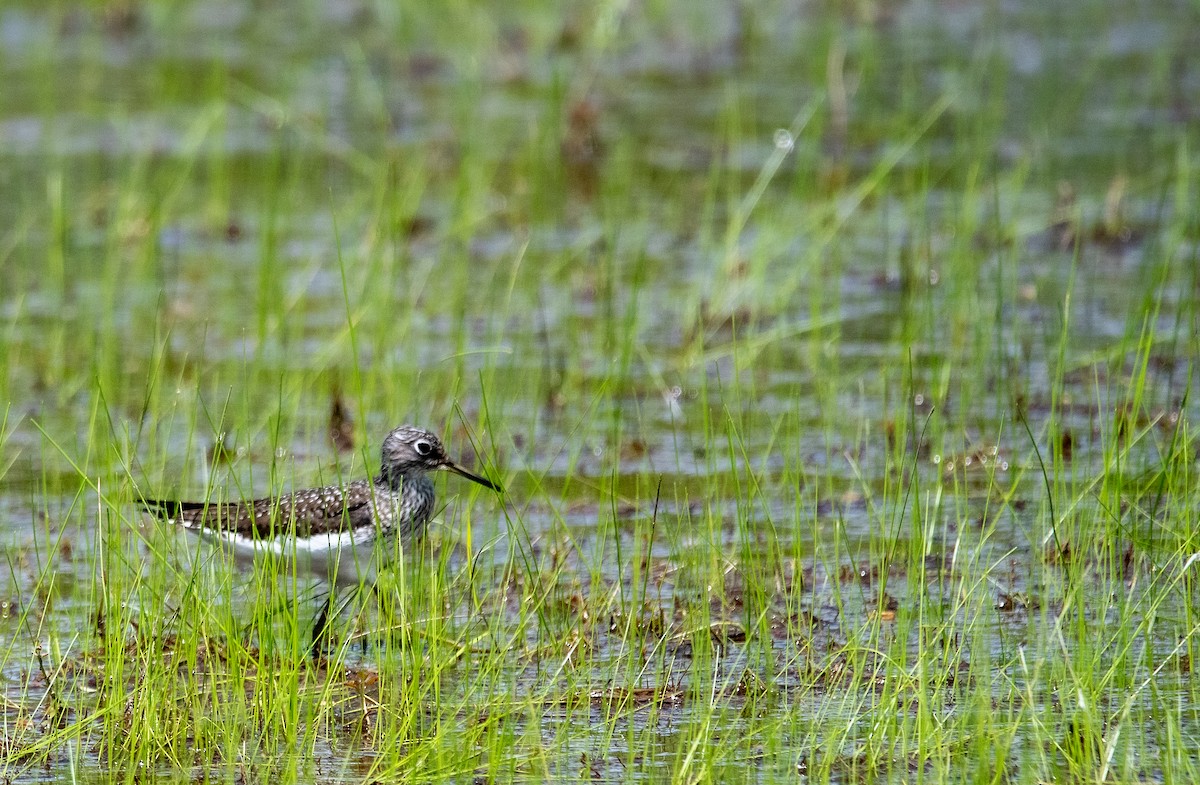 Solitary Sandpiper - cynthia mullens