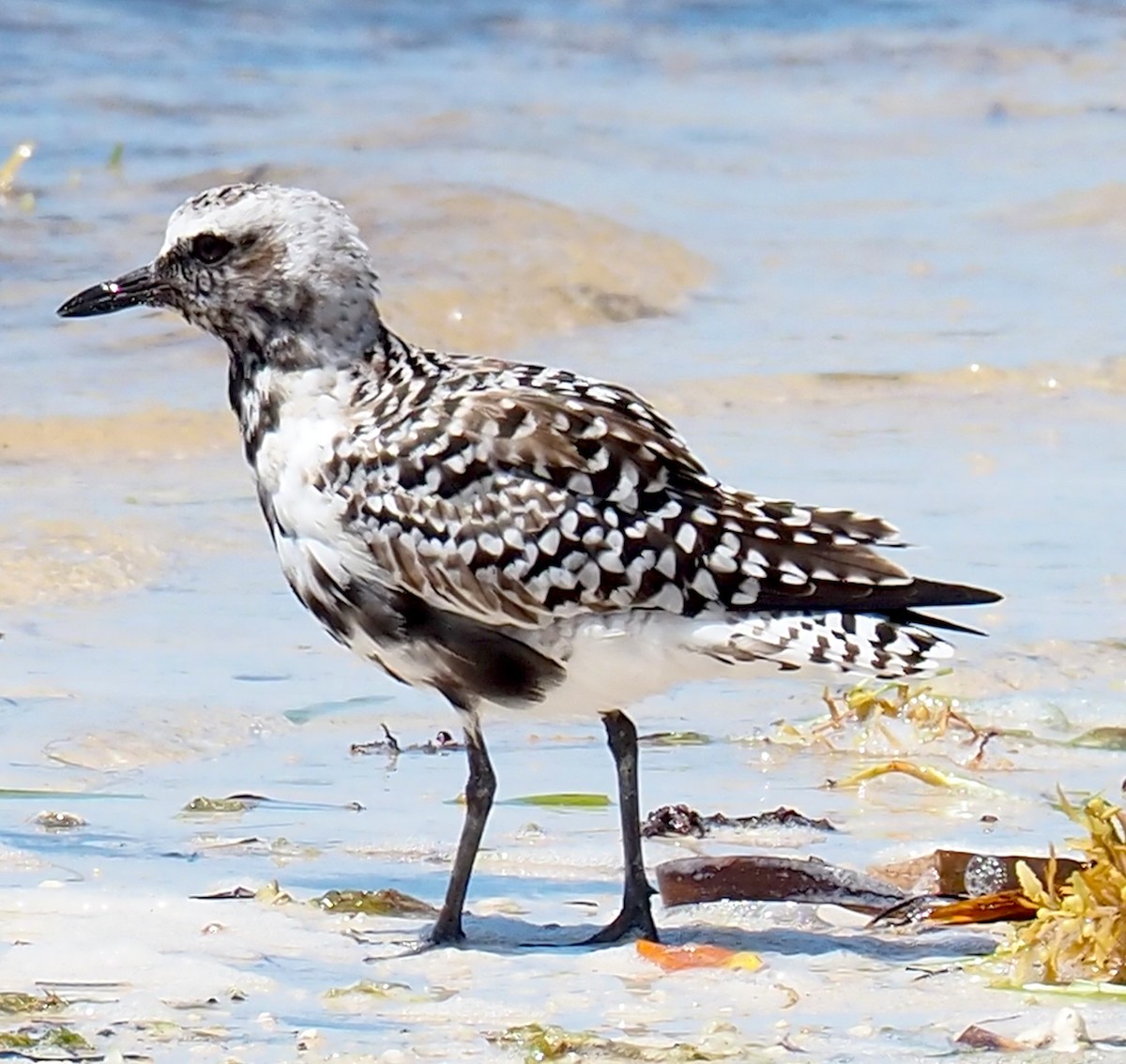 Black-bellied Plover - ML618517064