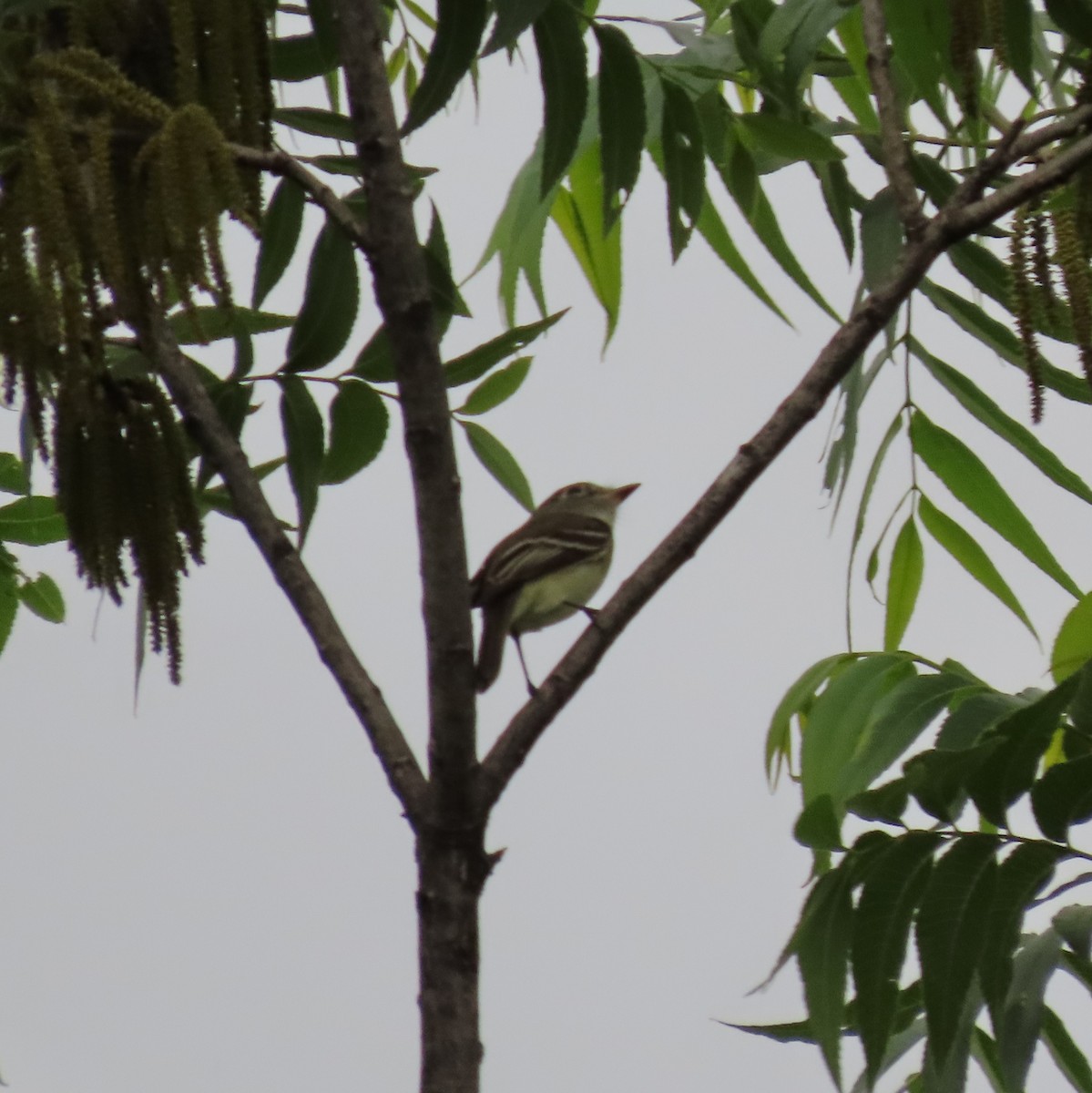 Least Flycatcher - Adam Betuel