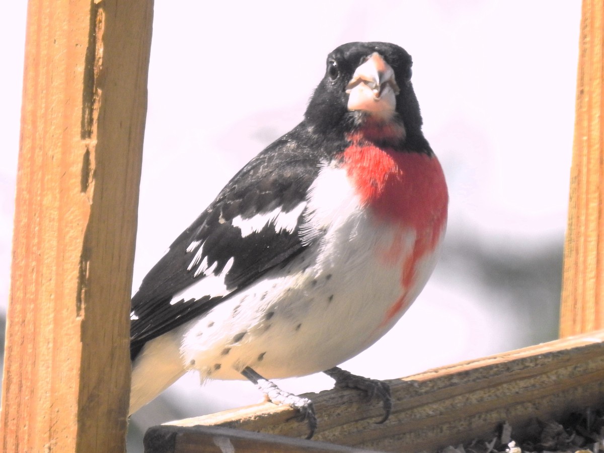 Rose-breasted Grosbeak - ML618517075