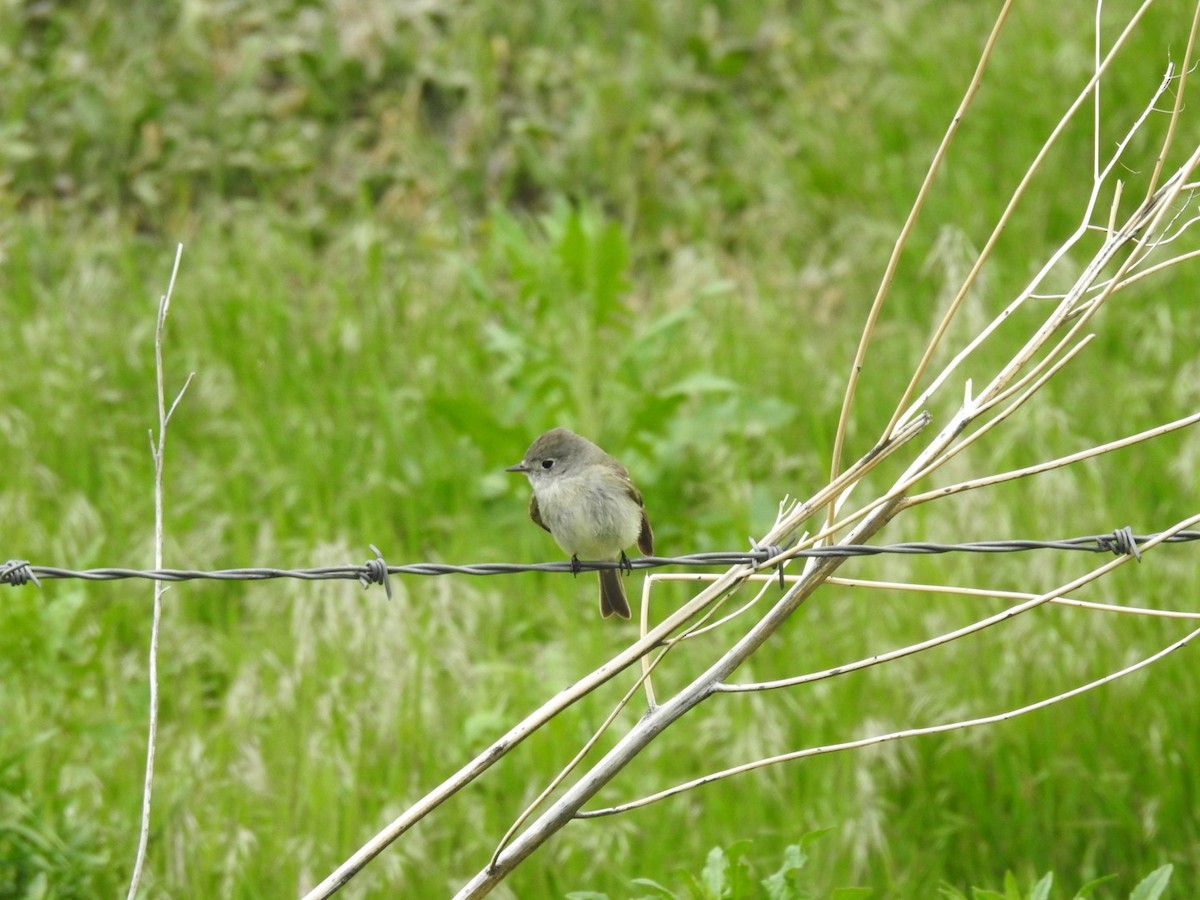 Dusky Flycatcher - Peter Baker