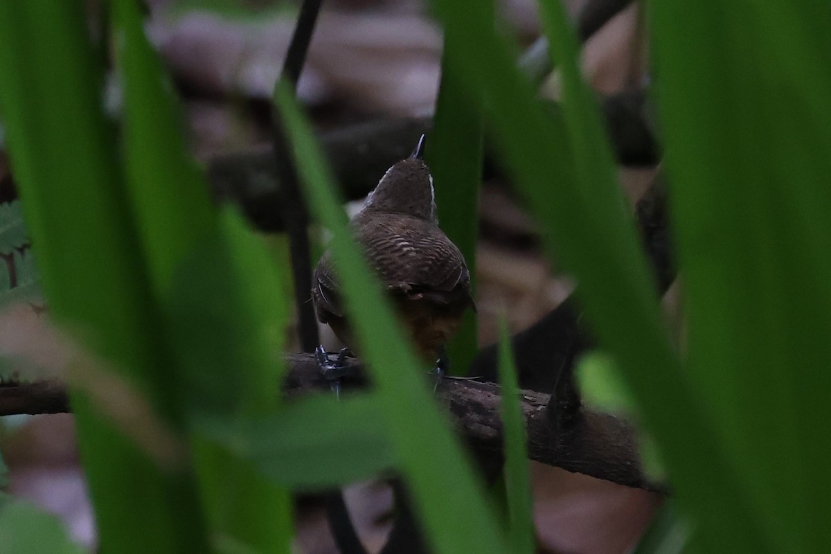 Buff-breasted Wren - ML618517088