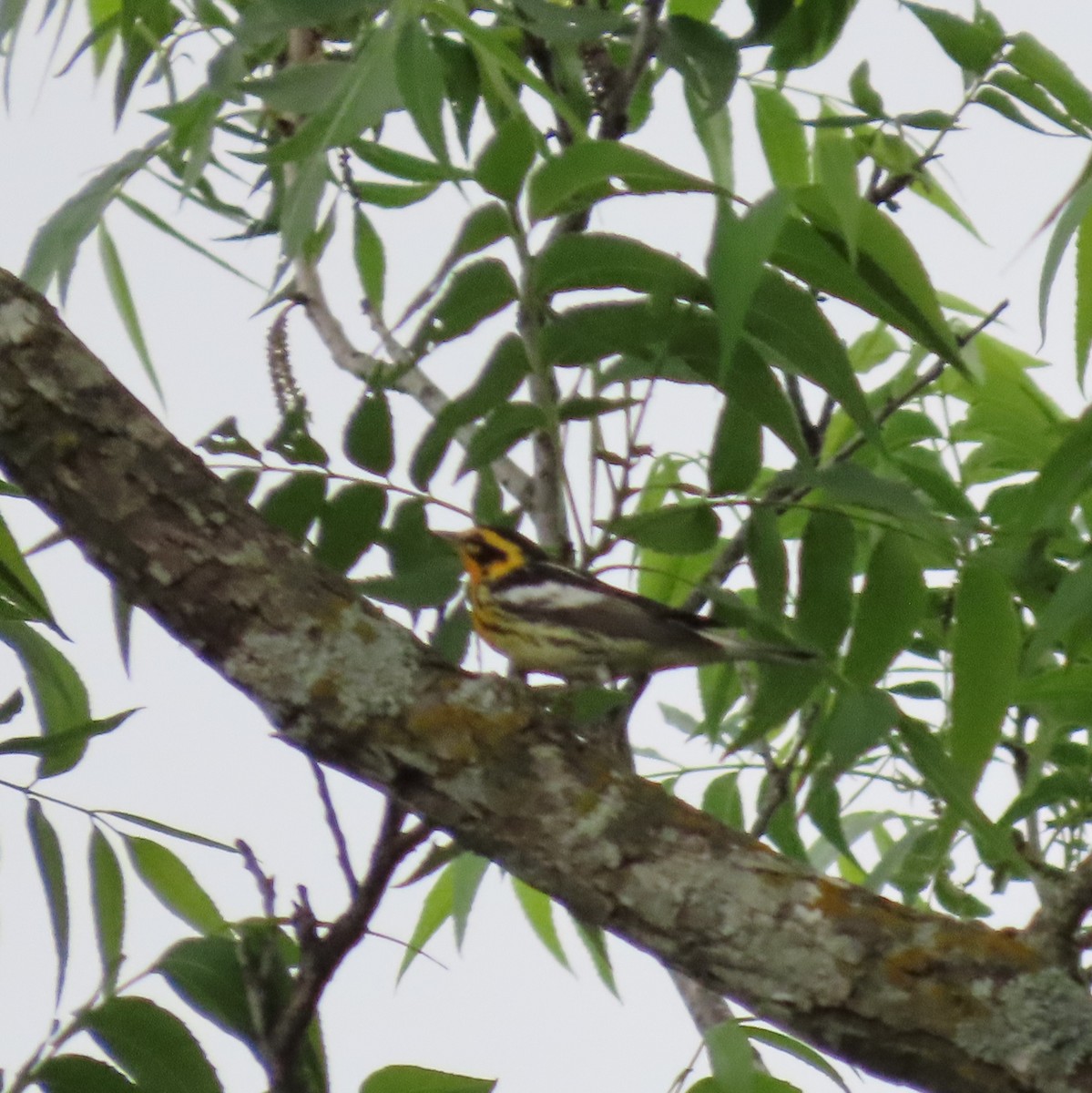 Blackburnian Warbler - ML618517090