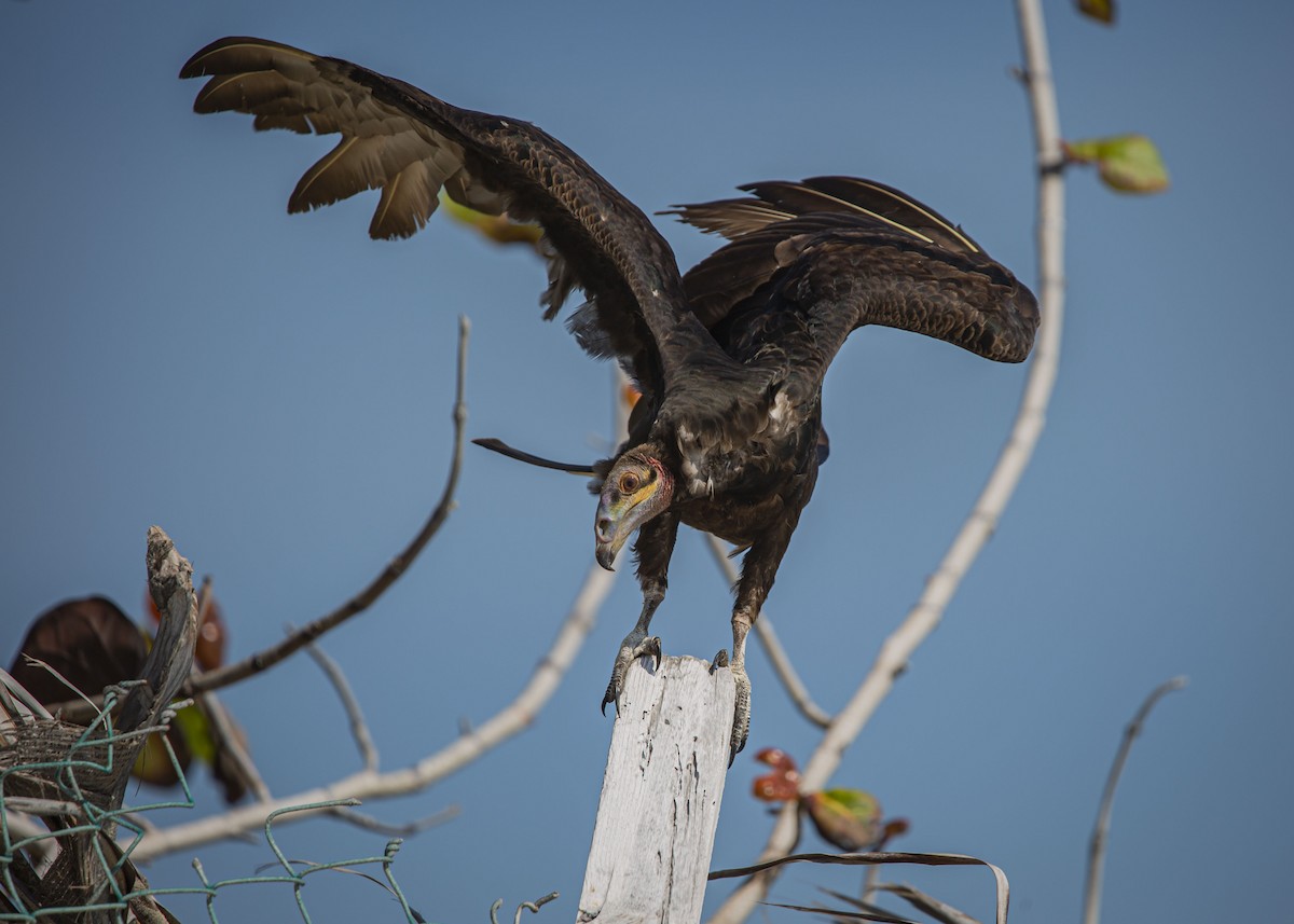 Lesser Yellow-headed Vulture - Josiah Vandenberg