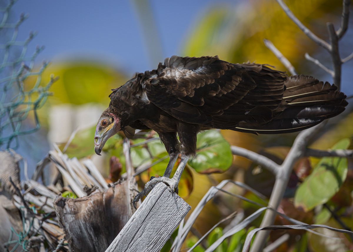 Lesser Yellow-headed Vulture - Josiah Vandenberg