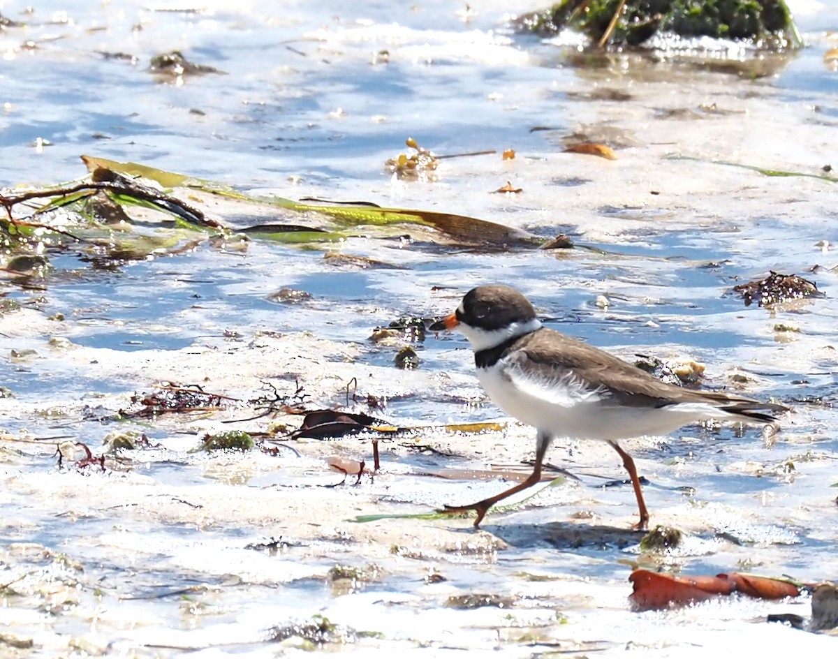 Semipalmated Plover - ML618517095