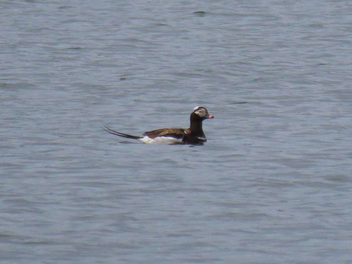 Long-tailed Duck - ML618517096