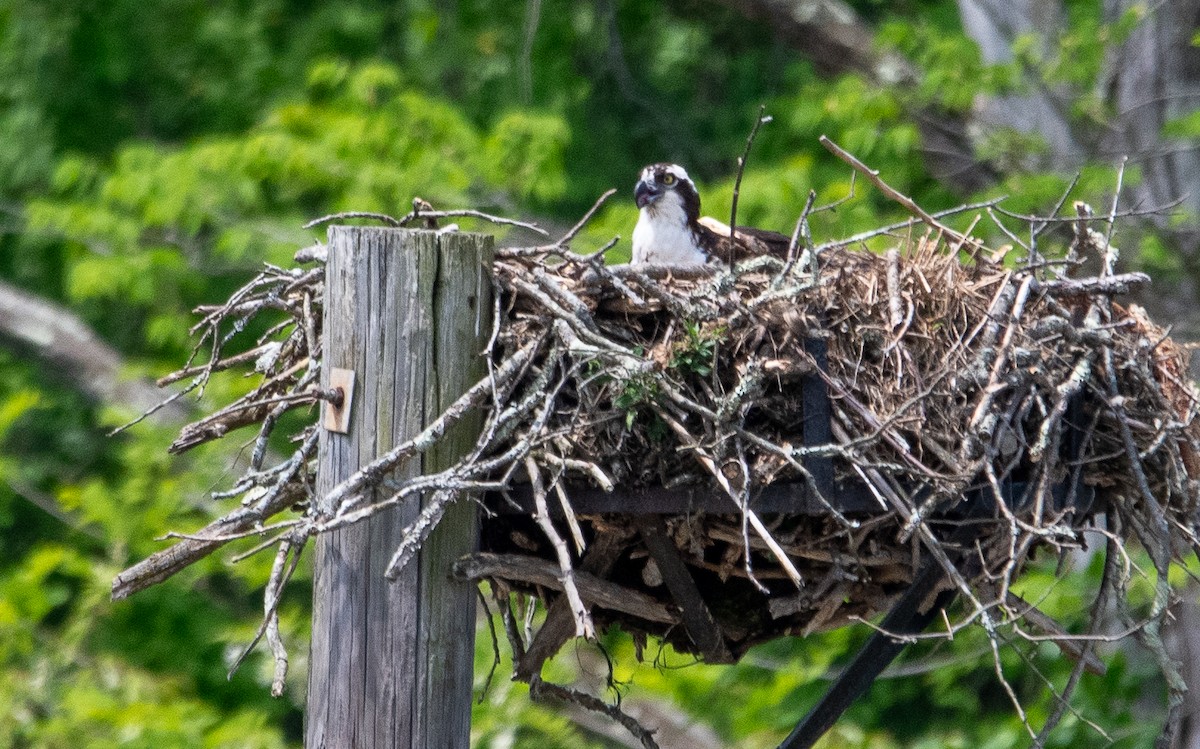 Osprey - ML618517098