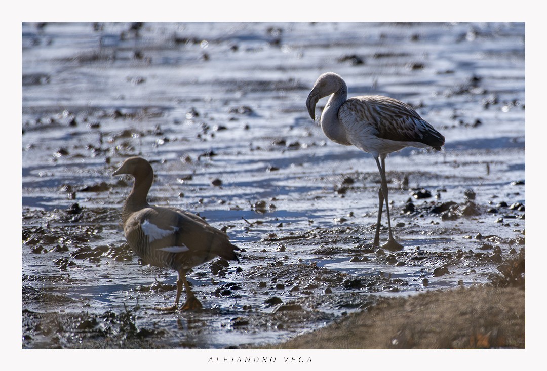 Chilean Flamingo - ML618517105