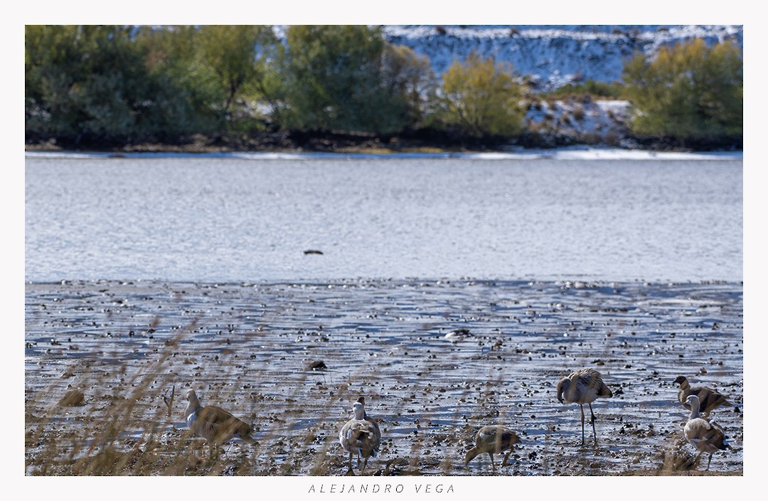 Chilean Flamingo - ML618517106