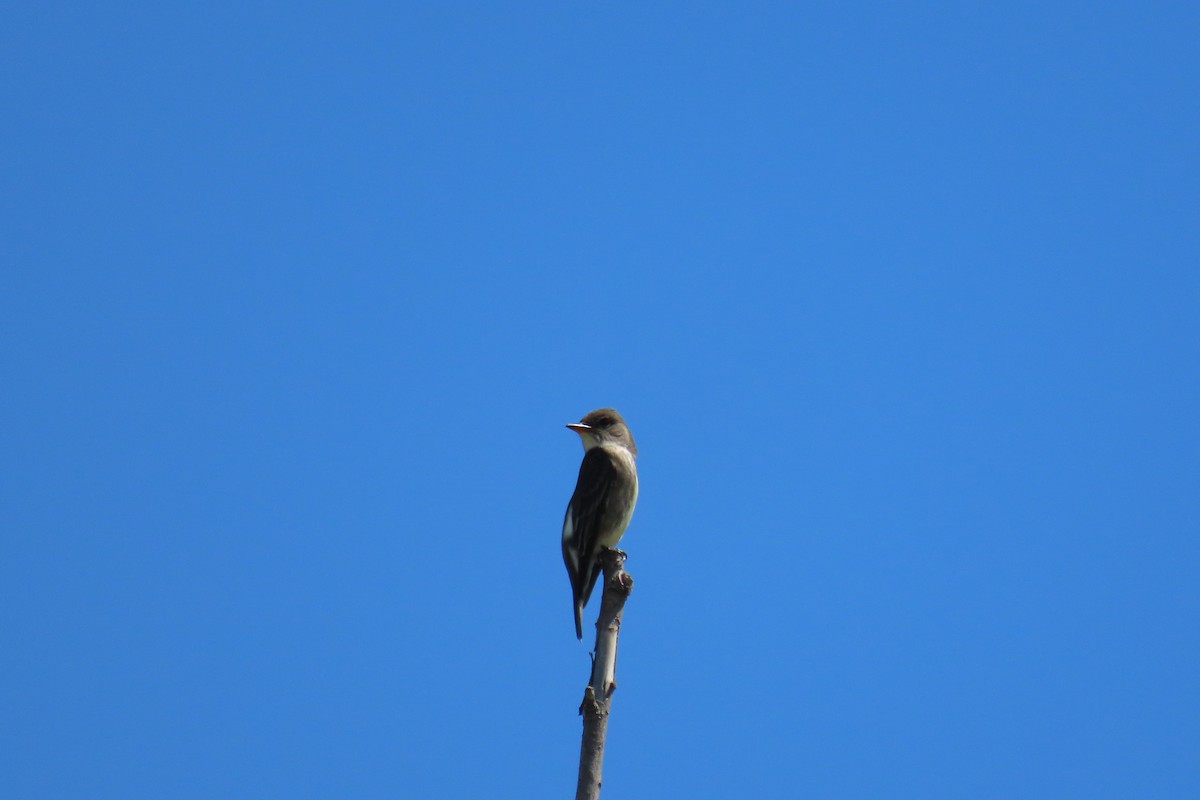 Olive-sided Flycatcher - ML618517127