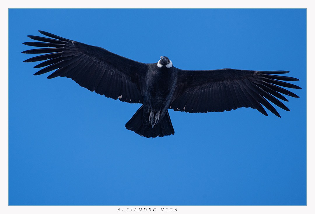 Andean Condor - ML618517142