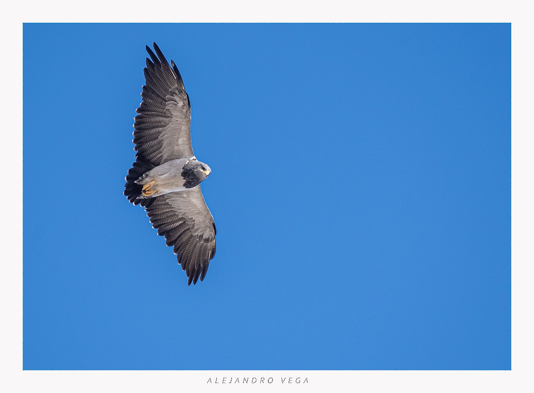 Black-chested Buzzard-Eagle - ML618517151