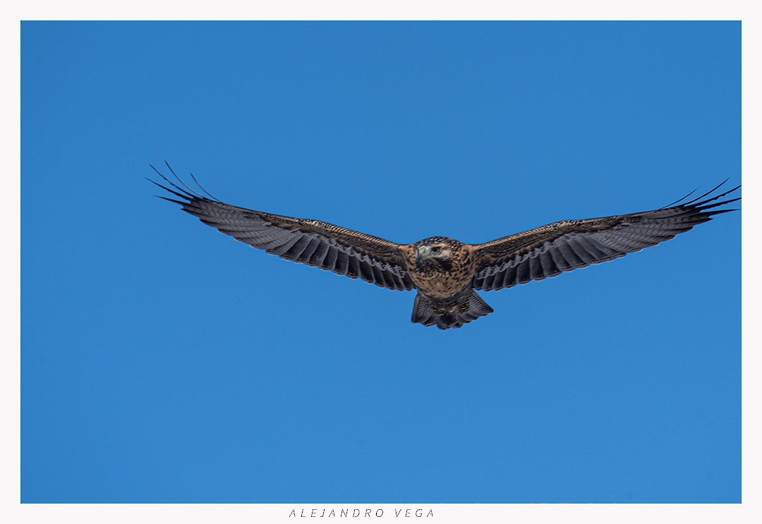 Black-chested Buzzard-Eagle - ML618517152