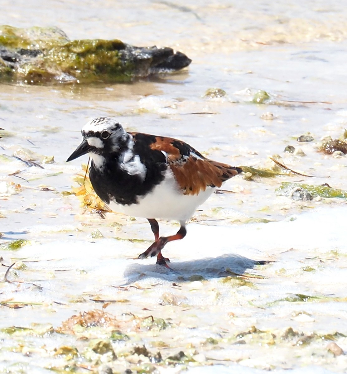 Ruddy Turnstone - ML618517153