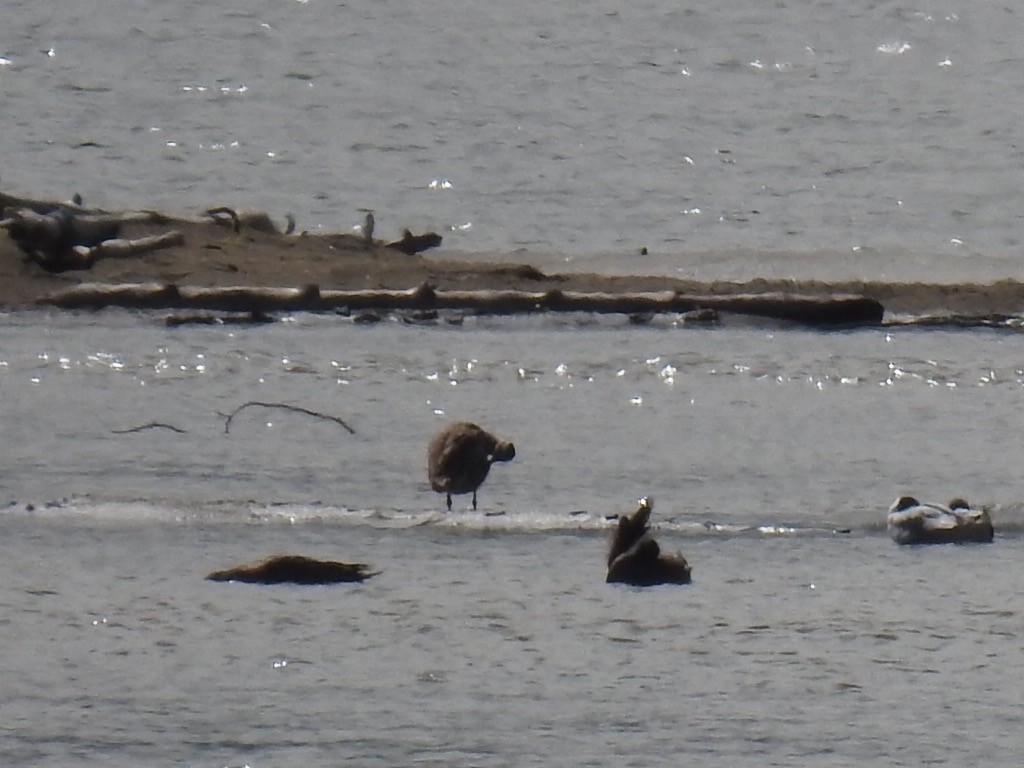 Marbled Godwit - ML618517154