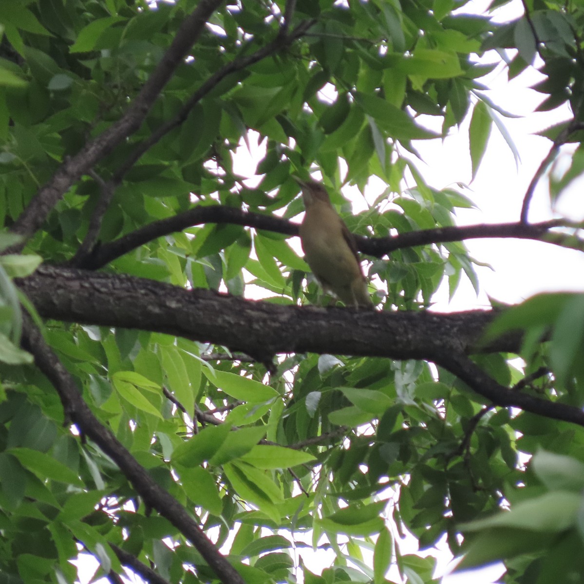 Clay-colored Thrush - ML618517166