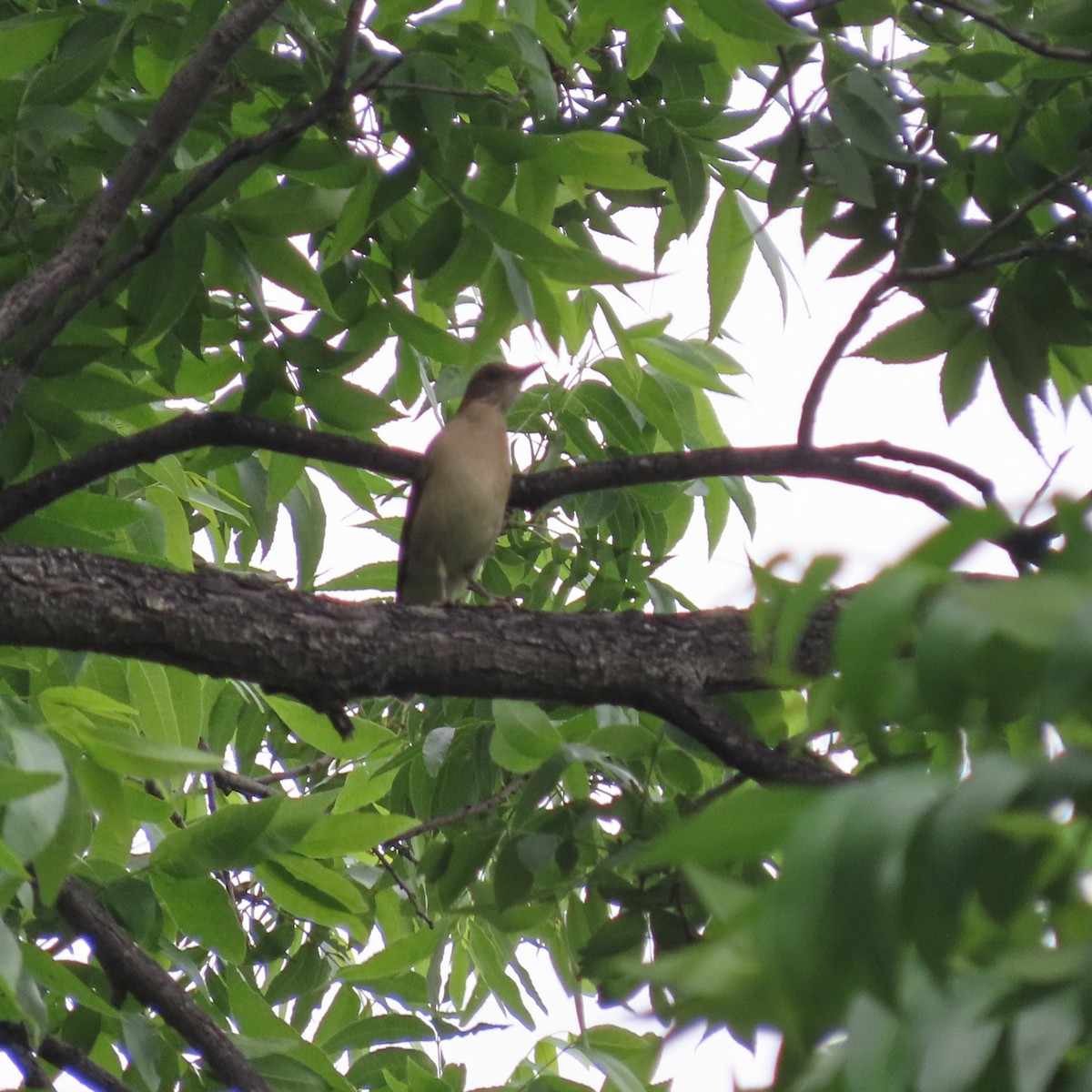 Clay-colored Thrush - ML618517167