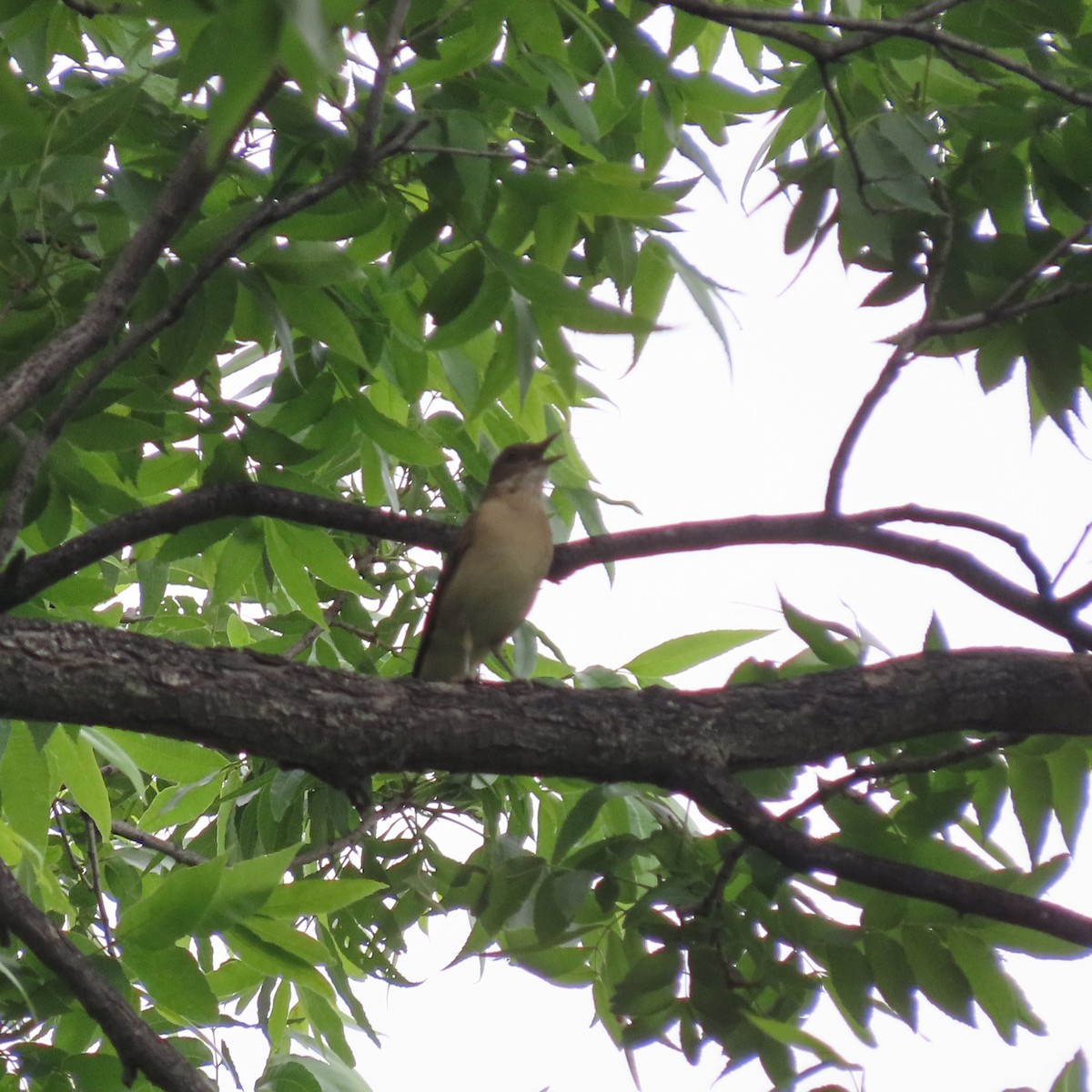 Clay-colored Thrush - Adam Betuel