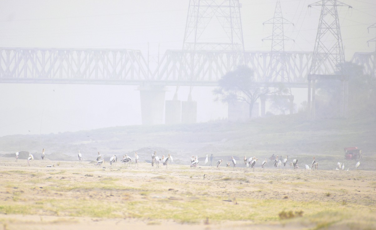 Painted Stork - ML618517173