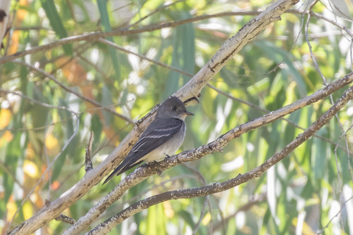 Western Wood-Pewee - ML618517182