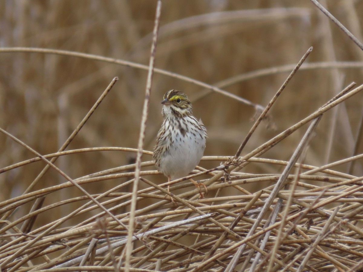 Savannah Sparrow - ML618517185