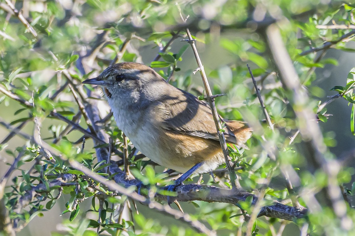 Short-billed Canastero - Amed Hernández