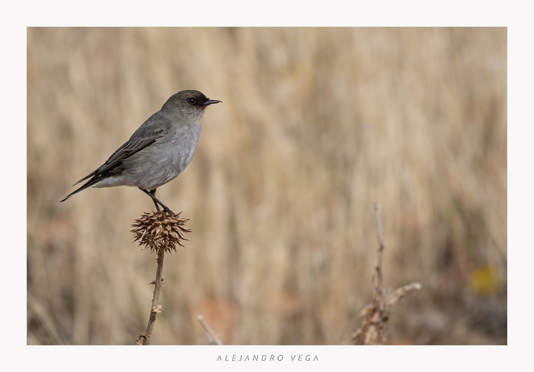 Dark-faced Ground-Tyrant - ML618517199