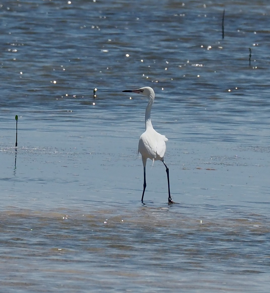 Reddish Egret - Linda Rickerson