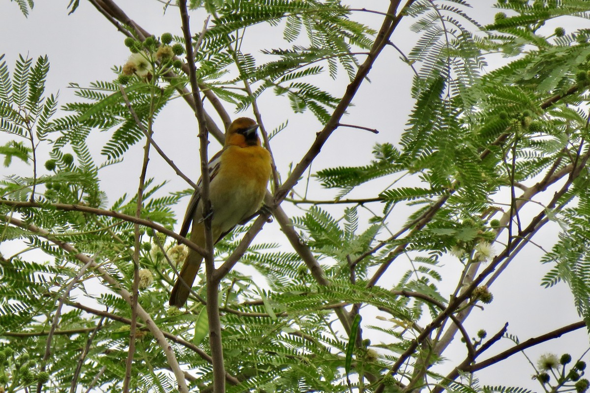 Bullock's Oriole - ML618517230