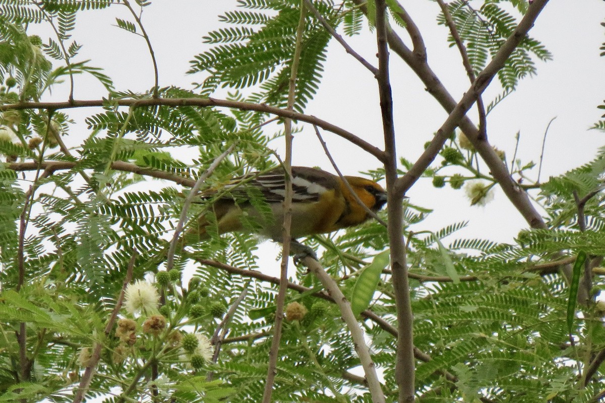 Bullock's Oriole - ML618517242