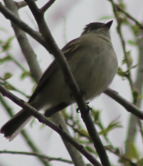 Dusky Flycatcher - ML618517269