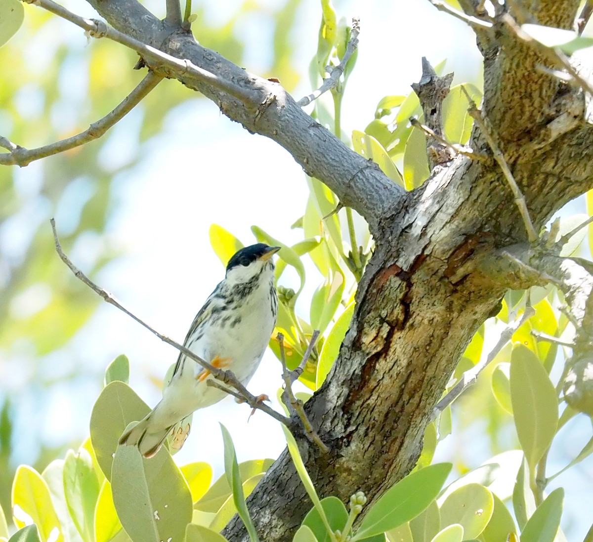 Blackpoll Warbler - ML618517273