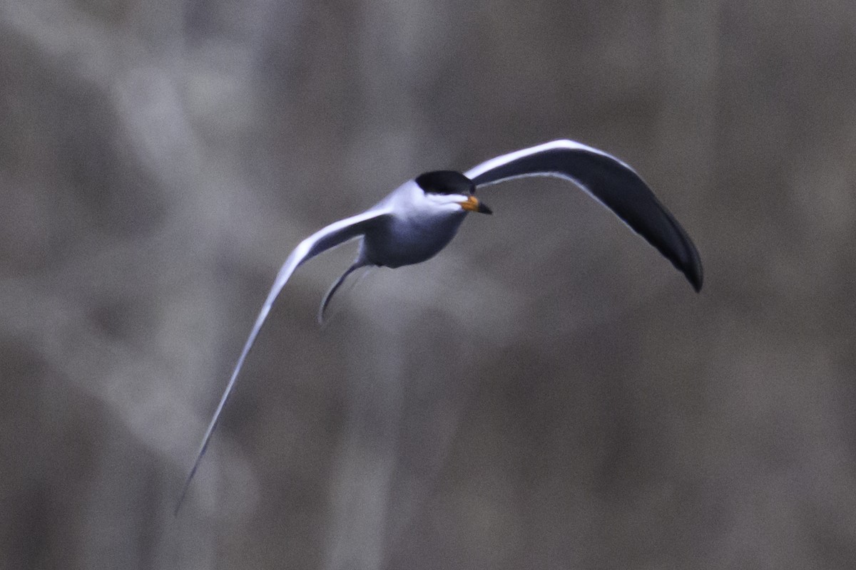 Forster's Tern - ML618517276