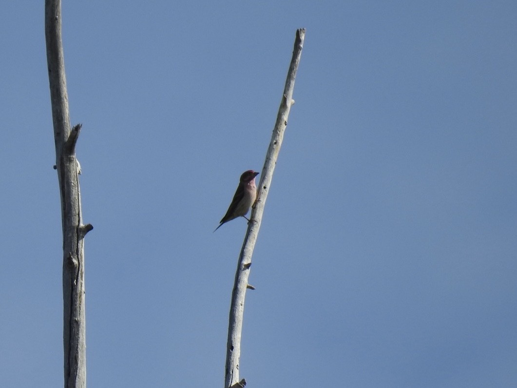 Cassin's Finch - ML618517278