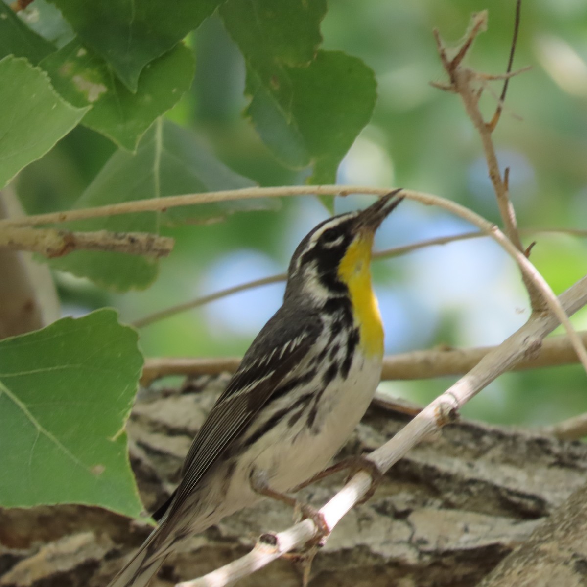 Yellow-throated Warbler - ML618517279