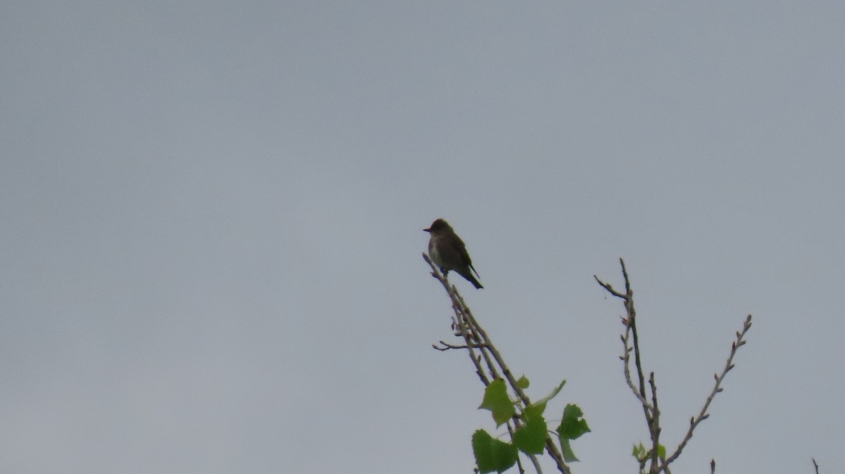 Olive-sided Flycatcher - Brian Nothhelfer