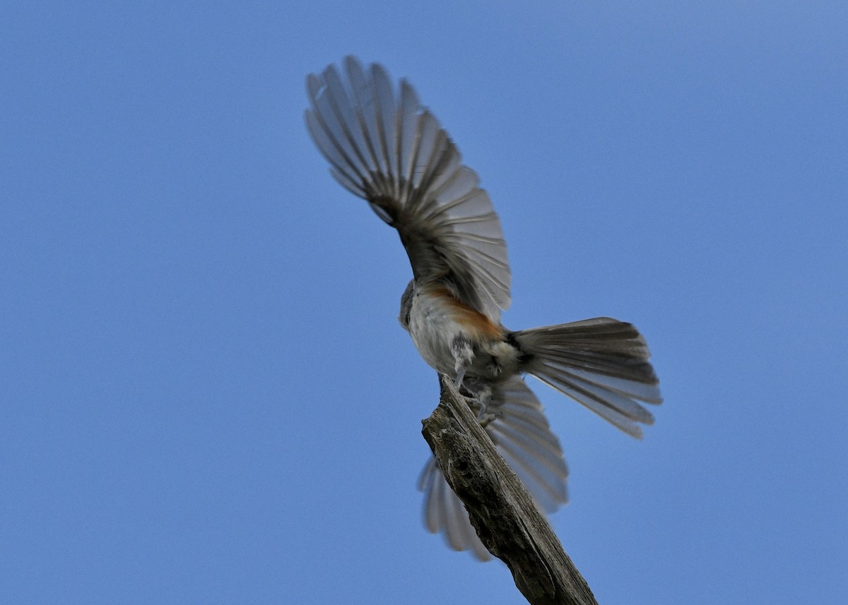 Tufted Titmouse - Gregory Bozek