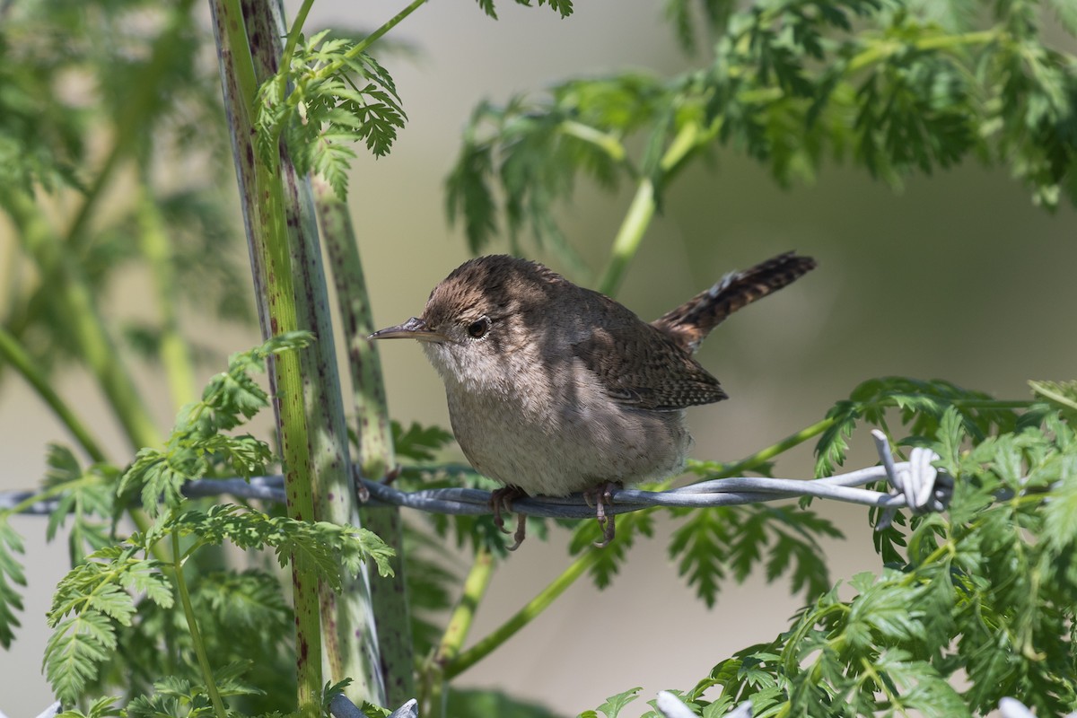 House Wren - ML618517284