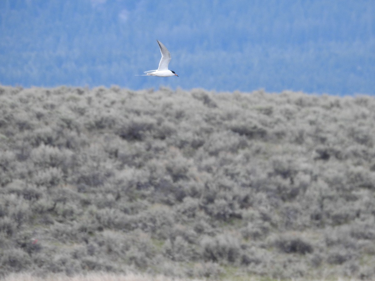 Forster's Tern - ML618517291