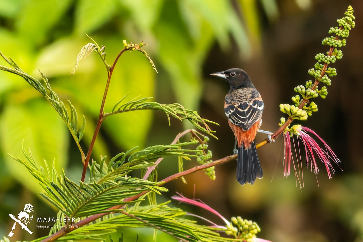 Orchard Oriole - Roberto Vargas Masis