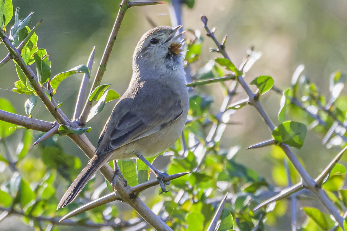 Short-billed Canastero - Amed Hernández