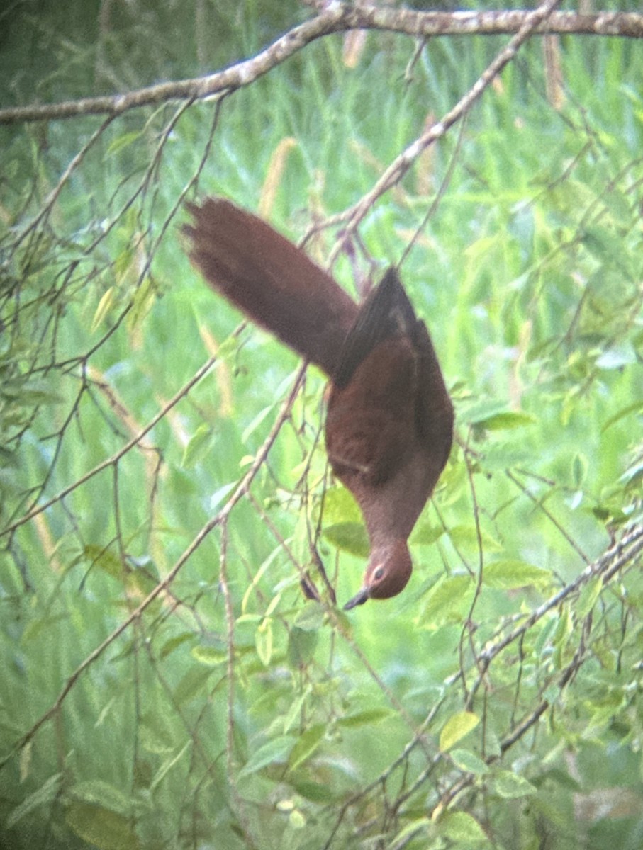 Brown Cuckoo-Dove - ML618517313