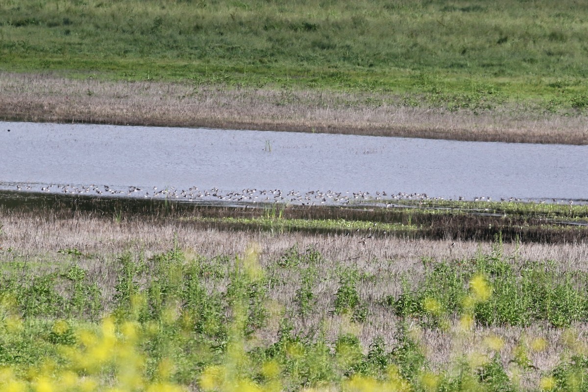 Phalarope à bec étroit - ML618517354