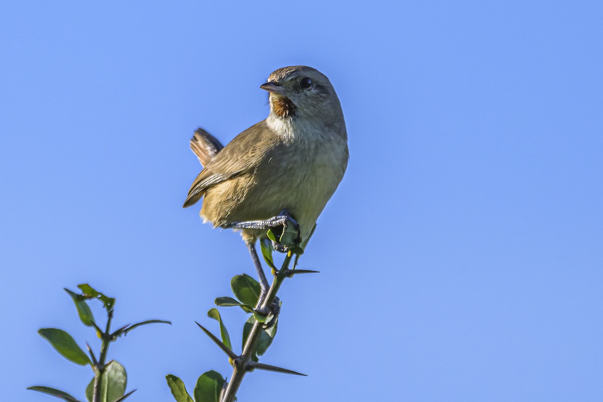 Short-billed Canastero - Amed Hernández