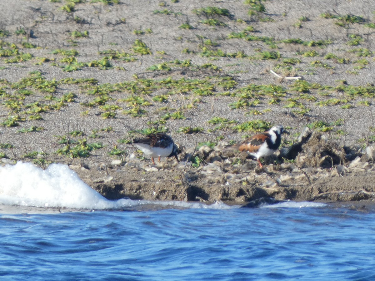 Ruddy Turnstone - ML618517374