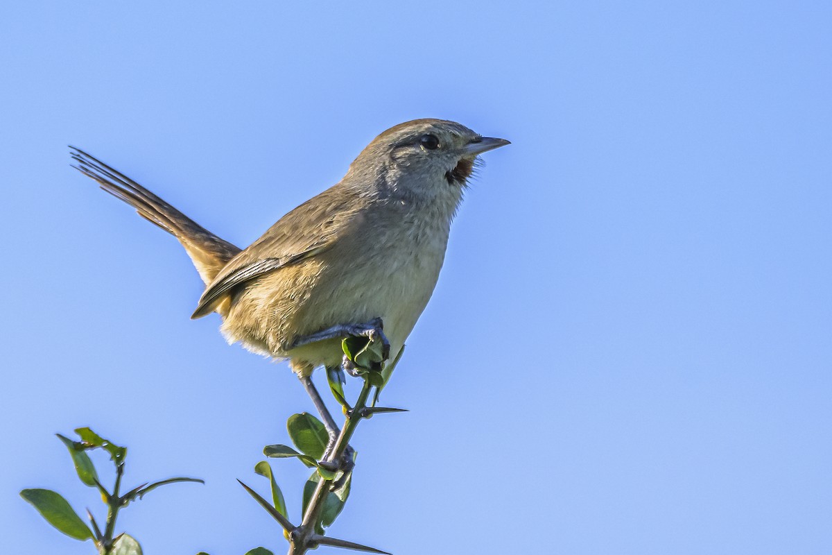 Short-billed Canastero - Amed Hernández