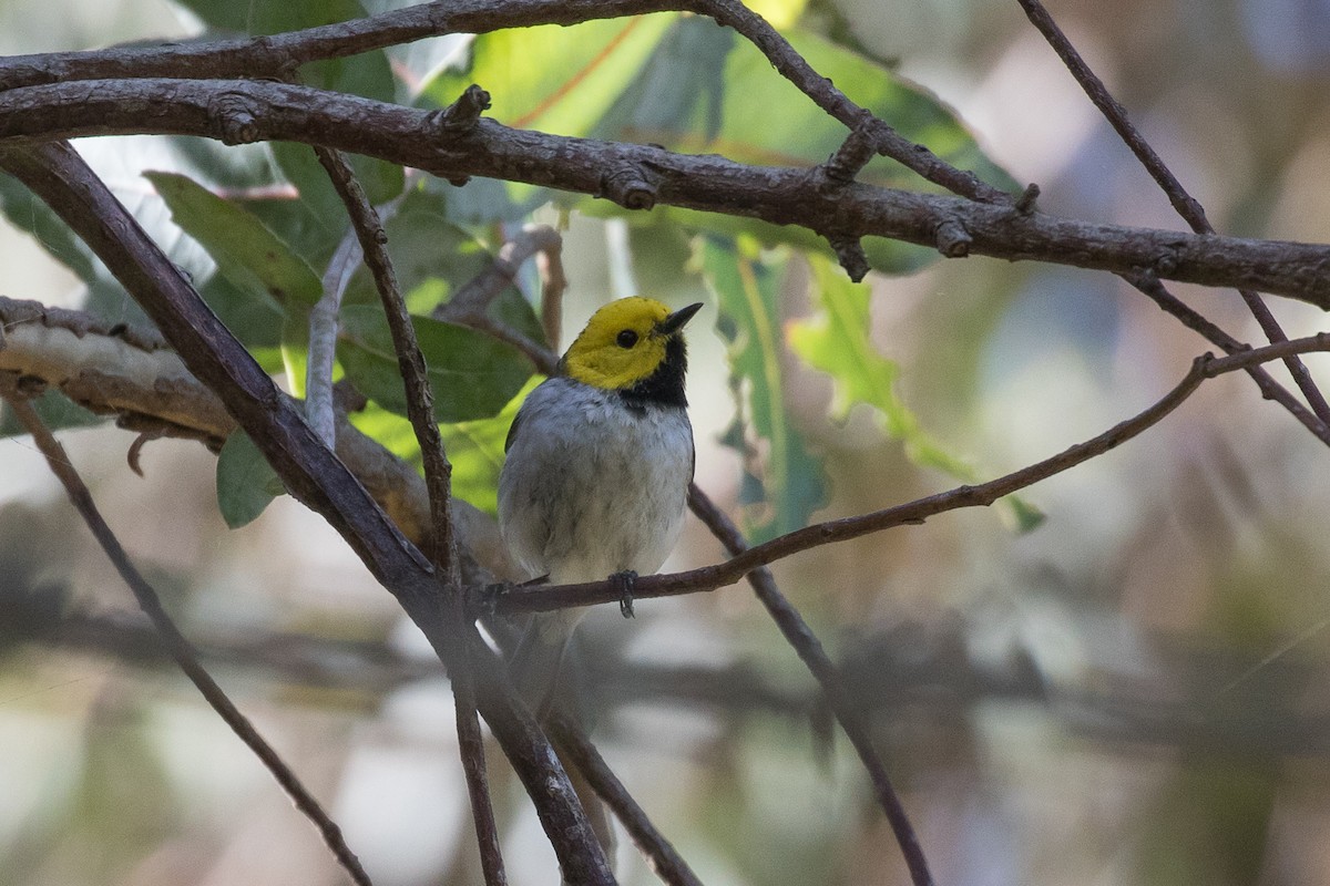 Hermit Warbler - ML618517385