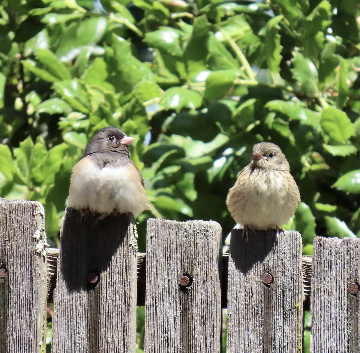 Dark-eyed Junco - George Chrisman