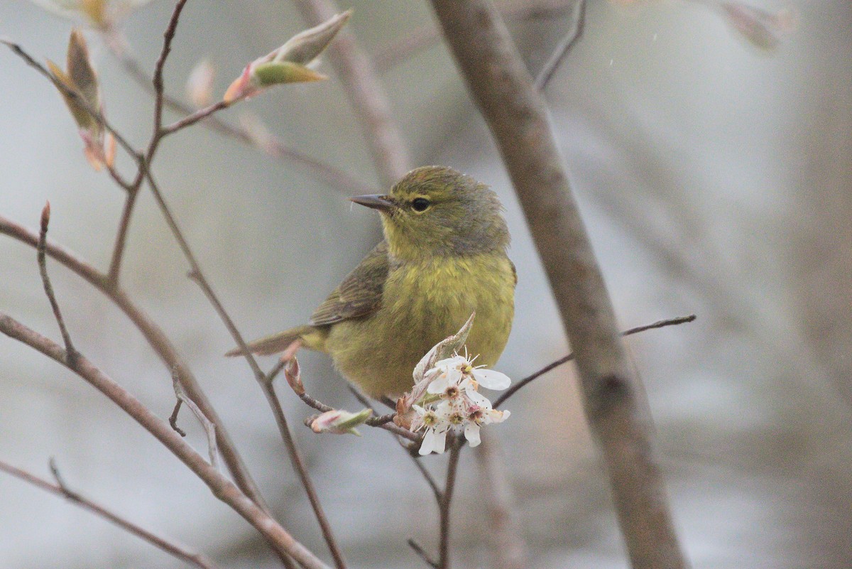 Orange-crowned Warbler - ML618517439